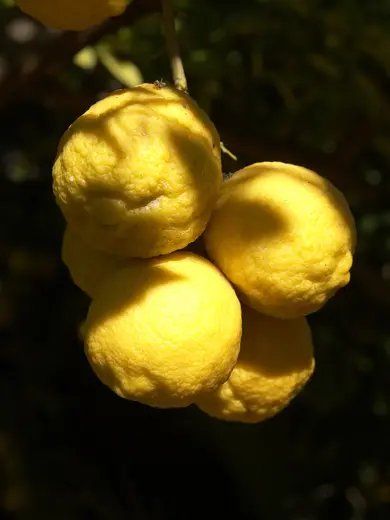 Limon & Narenciye